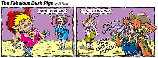 Alpha male and alfalfa male