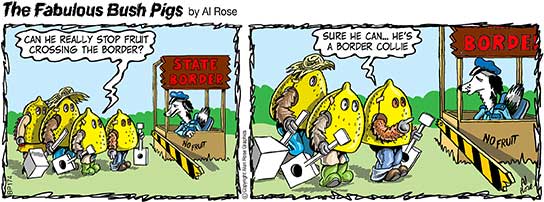 Border Collie border guard